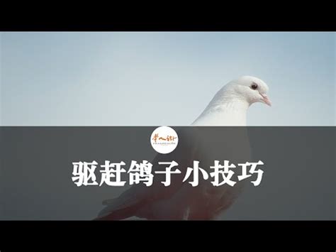 發現死鳥